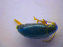  ( - BFB_Col_FK_4208)  @11 [ ] CreativeCommons - Attribution Non-Commercial Share-Alike (2010) Zoologische Staatssammlung Muenchen SNSB, Zoologische Staatssammlung Muenchen