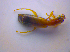  ( - BFB_Col_FK_4210)  @12 [ ] CreativeCommons - Attribution Non-Commercial Share-Alike (2010) Zoologische Staatssammlung Muenchen SNSB, Zoologische Staatssammlung Muenchen