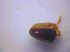  ( - BFB_Col_FK_4213)  @12 [ ] CreativeCommons - Attribution Non-Commercial Share-Alike (2010) Zoologische Staatssammlung Muenchen SNSB, Zoologische Staatssammlung Muenchen