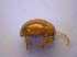  ( - BFB_Col_FK_4214)  @11 [ ] CreativeCommons - Attribution Non-Commercial Share-Alike (2010) Zoologische Staatssammlung Muenchen SNSB, Zoologische Staatssammlung Muenchen