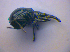  ( - BFB_Col_FK_4242)  @12 [ ] CreativeCommons - Attribution Non-Commercial Share-Alike (2010) Zoologische Staatssammlung Muenchen SNSB, Zoologische Staatssammlung Muenchen