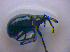  ( - BFB_Col_FK_4243)  @12 [ ] CreativeCommons - Attribution Non-Commercial Share-Alike (2010) Zoologische Staatssammlung Muenchen SNSB, Zoologische Staatssammlung Muenchen