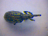  ( - BFB_Col_FK_4244)  @11 [ ] CreativeCommons - Attribution Non-Commercial Share-Alike (2010) Zoologische Staatssammlung Muenchen SNSB, Zoologische Staatssammlung Muenchen
