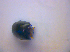  ( - BFB_Col_FK_4248)  @11 [ ] CreativeCommons - Attribution Non-Commercial Share-Alike (2010) Zoologische Staatssammlung Muenchen SNSB, Zoologische Staatssammlung Muenchen