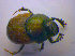 ( - BFB_Col_FK_4251)  @11 [ ] CreativeCommons - Attribution Non-Commercial Share-Alike (2010) Zoologische Staatssammlung Muenchen SNSB, Zoologische Staatssammlung Muenchen