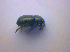  ( - BFB_Col_FK_4267)  @11 [ ] CreativeCommons - Attribution Non-Commercial Share-Alike (2010) Zoologische Staatssammlung Muenchen SNSB, Zoologische Staatssammlung Muenchen