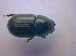  ( - BFB_Col_FK_4268)  @13 [ ] CreativeCommons - Attribution Non-Commercial Share-Alike (2010) Zoologische Staatssammlung Muenchen SNSB, Zoologische Staatssammlung Muenchen