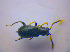  (Charopus flavipes - BFB_Col_FK_4087)  @11 [ ] CreativeCommons - Attribution Non-Commercial Share-Alike (2012) Zoologische Staatssammlung Muenchen SNSB, Zoologische Staatssammlung Muenchen