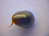  ( - BFB_Col_FK_4088)  @12 [ ] CreativeCommons - Attribution Non-Commercial Share-Alike (2012) Zoologische Staatssammlung Muenchen SNSB, Zoologische Staatssammlung Muenchen