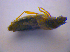  ( - BFB_Col_FK_4090)  @11 [ ] CreativeCommons - Attribution Non-Commercial Share-Alike (2012) Zoologische Staatssammlung Muenchen SNSB, Zoologische Staatssammlung Muenchen