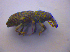  ( - BFB_Col_FK_4109)  @11 [ ] CreativeCommons - Attribution Non-Commercial Share-Alike (2012) Zoologische Staatssammlung Muenchen SNSB, Zoologische Staatssammlung Muenchen