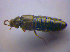  ( - BFB_Col_FK_4121)  @11 [ ] CreativeCommons - Attribution Non-Commercial Share-Alike (2012) Zoologische Staatssammlung Muenchen SNSB, Zoologische Staatssammlung Muenchen