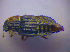  ( - BFB_Col_FK_4129)  @11 [ ] CreativeCommons - Attribution Non-Commercial Share-Alike (2012) Zoologische Staatssammlung Muenchen SNSB, Zoologische Staatssammlung Muenchen