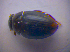  ( - BFB_Col_FK_4148)  @12 [ ] CreativeCommons - Attribution Non-Commercial Share-Alike (2012) Zoologische Staatssammlung Muenchen SNSB, Zoologische Staatssammlung Muenchen