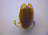  ( - BFB_Col_FK_4468)  @12 [ ] CreativeCommons - Attribution Non-Commercial Share-Alike (2012) Zoologische Staatssammlung Muenchen SNSB, Zoologische Staatssammlung Muenchen