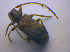 ( - BFB_Col_FK_4495)  @13 [ ] CreativeCommons - Attribution Non-Commercial Share-Alike (2012) Zoologische Staatssammlung Muenchen SNSB, Zoologische Staatssammlung Muenchen
