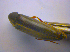  ( - BFB_Col_FK_4510)  @11 [ ] CreativeCommons - Attribution Non-Commercial Share-Alike (2012) Zoologische Staatssammlung Muenchen SNSB, Zoologische Staatssammlung Muenchen