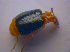  ( - BFB_Col_FK_4515)  @11 [ ] CreativeCommons - Attribution Non-Commercial Share-Alike (2012) Zoologische Staatssammlung Muenchen SNSB, Zoologische Staatssammlung Muenchen