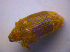  ( - BFB_Col_FK_4517)  @12 [ ] CreativeCommons - Attribution Non-Commercial Share-Alike (2012) Zoologische Staatssammlung Muenchen SNSB, Zoologische Staatssammlung Muenchen