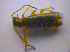  ( - BFB_Col_FK_4528)  @11 [ ] CreativeCommons - Attribution Non-Commercial Share-Alike (2012) Zoologische Staatssammlung Muenchen SNSB, Zoologische Staatssammlung Muenchen