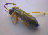  ( - BFB_Col_FK_4529)  @12 [ ] CreativeCommons - Attribution Non-Commercial Share-Alike (2012) Zoologische Staatssammlung Muenchen SNSB, Zoologische Staatssammlung Muenchen
