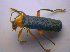  ( - BFB_Col_FK_4531)  @13 [ ] CreativeCommons - Attribution Non-Commercial Share-Alike (2012) Zoologische Staatssammlung Muenchen SNSB, Zoologische Staatssammlung Muenchen