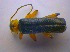  ( - BFB_Col_FK_4532)  @11 [ ] CreativeCommons - Attribution Non-Commercial Share-Alike (2012) Zoologische Staatssammlung Muenchen SNSB, Zoologische Staatssammlung Muenchen