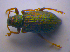  ( - BFB_Col_FK_4542)  @12 [ ] CreativeCommons - Attribution Non-Commercial Share-Alike (2012) Zoologische Staatssammlung Muenchen SNSB, Zoologische Staatssammlung Muenchen
