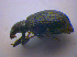  ( - BFB_Col_FK_4543)  @12 [ ] CreativeCommons - Attribution Non-Commercial Share-Alike (2012) Zoologische Staatssammlung Muenchen SNSB, Zoologische Staatssammlung Muenchen