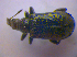  (Deporaus betulae - BFB_Col_FK_4550)  @13 [ ] CreativeCommons - Attribution Non-Commercial Share-Alike (2012) Zoologische Staatssammlung Muenchen SNSB, Zoologische Staatssammlung Muenchen