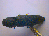  ( - BFB_Col_FK_4560)  @11 [ ] CreativeCommons - Attribution Non-Commercial Share-Alike (2012) Zoologische Staatssammlung Muenchen SNSB, Zoologische Staatssammlung Muenchen