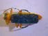  ( - BFB_Col_FK_4793)  @12 [ ] CreativeCommons - Attribution Non-Commercial Share-Alike (2010) Zoologische Staatssammlung Muenchen SNSB, Zoologische Staatssammlung Muenchen