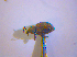  ( - BFB_Col_FK_4808)  @11 [ ] CreativeCommons - Attribution Non-Commercial Share-Alike (2010) Zoologische Staatssammlung Muenchen SNSB, Zoologische Staatssammlung Muenchen