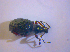 ( - BFB_Col_FK_4809)  @12 [ ] CreativeCommons - Attribution Non-Commercial Share-Alike (2010) Zoologische Staatssammlung Muenchen SNSB, Zoologische Staatssammlung Muenchen
