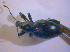  ( - BFB_Col_FK_4812)  @11 [ ] CreativeCommons - Attribution Non-Commercial Share-Alike (2010) Zoologische Staatssammlung Muenchen SNSB, Zoologische Staatssammlung Muenchen