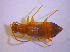  ( - BFB_Col_FK_4838)  @11 [ ] CreativeCommons - Attribution Non-Commercial Share-Alike (2010) Zoologische Staatssammlung Muenchen SNSB, Zoologische Staatssammlung Muenchen