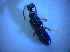  ( - BFB_Col_FK_4277)  @11 [ ] CreativeCommons - Attribution Non-Commercial Share-Alike (2012) Zoologische Staatssammlung Muenchen SNSB, Zoologische Staatssammlung Muenchen