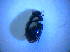  ( - BFB_Col_FK_4282)  @11 [ ] CreativeCommons - Attribution Non-Commercial Share-Alike (2012) Zoologische Staatssammlung Muenchen SNSB, Zoologische Staatssammlung Muenchen