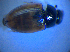  ( - BFB_Col_FK_4284)  @11 [ ] CreativeCommons - Attribution Non-Commercial Share-Alike (2012) Zoologische Staatssammlung Muenchen SNSB, Zoologische Staatssammlung Muenchen