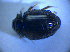  ( - BFB_Col_FK_4291)  @12 [ ] CreativeCommons - Attribution Non-Commercial Share-Alike (2012) Zoologische Staatssammlung Muenchen SNSB, Zoologische Staatssammlung Muenchen