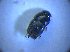  ( - BFB_Col_FK_4303)  @11 [ ] CreativeCommons - Attribution Non-Commercial Share-Alike (2012) Zoologische Staatssammlung Muenchen SNSB, Zoologische Staatssammlung Muenchen