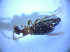  ( - BFB_Col_FK_4309)  @12 [ ] CreativeCommons - Attribution Non-Commercial Share-Alike (2012) Zoologische Staatssammlung Muenchen SNSB, Zoologische Staatssammlung Muenchen