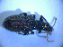  ( - BFB_Col_FK_4321)  @12 [ ] CreativeCommons - Attribution Non-Commercial Share-Alike (2012) Zoologische Staatssammlung Muenchen SNSB, Zoologische Staatssammlung Muenchen