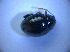  (Apteropeda globosa - BFB_Col_FK_4334)  @11 [ ] CreativeCommons - Attribution Non-Commercial Share-Alike (2012) Zoologische Staatssammlung Muenchen SNSB, Zoologische Staatssammlung Muenchen
