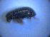  ( - BFB_Col_FK_4351)  @11 [ ] CreativeCommons - Attribution Non-Commercial Share-Alike (2012) Zoologische Staatssammlung Muenchen SNSB, Zoologische Staatssammlung Muenchen