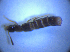  ( - BFB_Col_FK_4363)  @12 [ ] CreativeCommons - Attribution Non-Commercial Share-Alike (2012) Zoologische Staatssammlung Muenchen SNSB, Zoologische Staatssammlung Muenchen