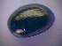  ( - BFB_Col_FK_4593)  @11 [ ] CreativeCommons - Attribution Non-Commercial Share-Alike (2012) Zoologische Staatssammlung Muenchen SNSB, Zoologische Staatssammlung Muenchen