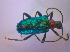  ( - BFB_Col_FK_4603)  @13 [ ] CreativeCommons - Attribution Non-Commercial Share-Alike (2012) Zoologische Staatssammlung Muenchen SNSB, Zoologische Staatssammlung Muenchen