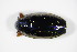  ( - BCZSMAQU00975)  @12 [ ] CreativeCommons - Attribution Non-Commercial Share-Alike (2015) Unspecified SNSB, Zoologische Staatssammlung Muenchen