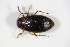  ( - BCZSMAQU01013)  @12 [ ] CreativeCommons - Attribution Non-Commercial Share-Alike (2012) Zoologische Staatssammlung Muenchen SNSB, Zoologische Staatssammlung Muenchen